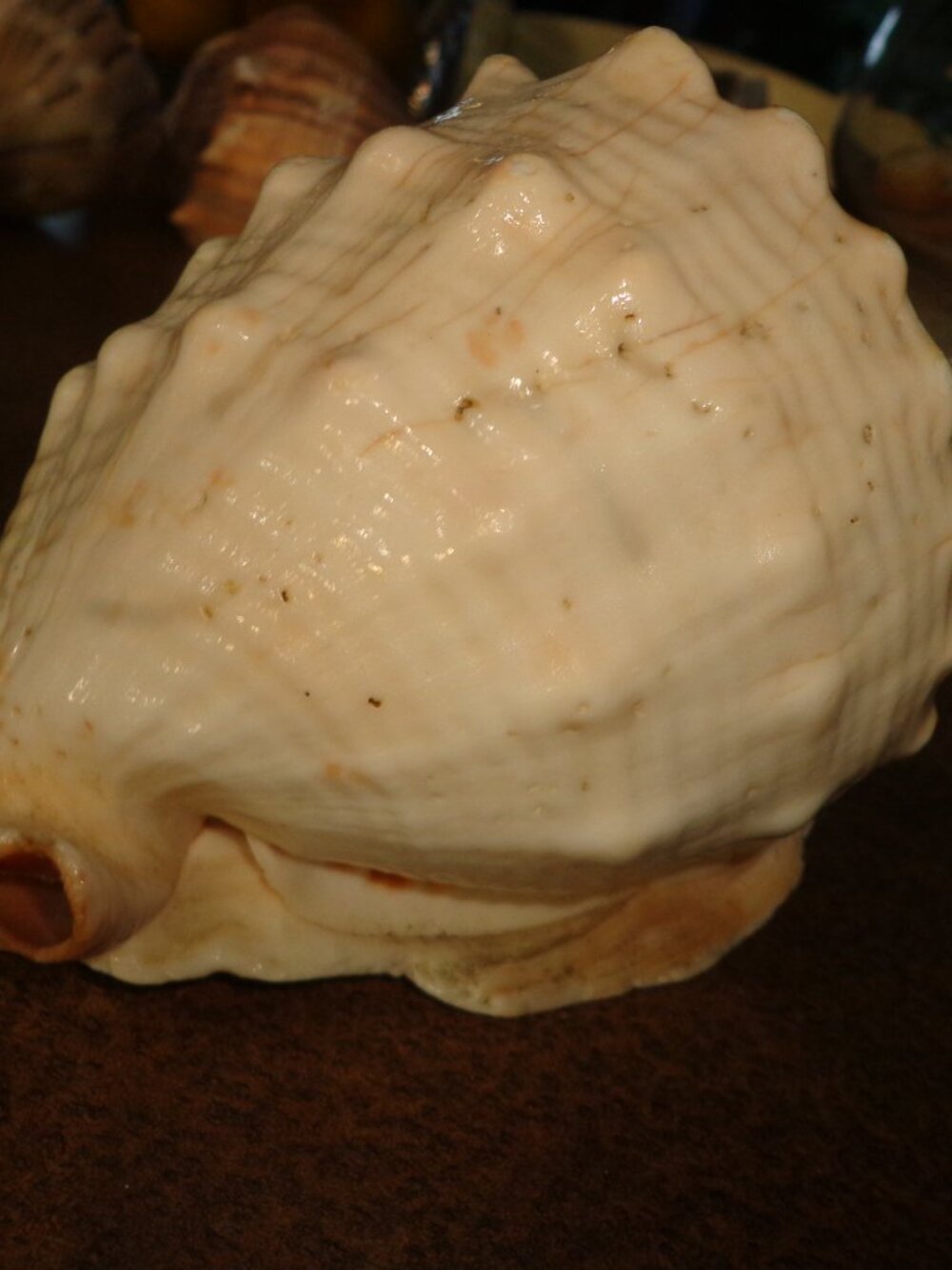 Sea Shell Authentic Cassis Rufa Nature's Beauty 5.5" - Picture 5 of 6
